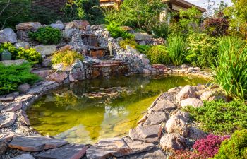 Yard Ecosystem Pond