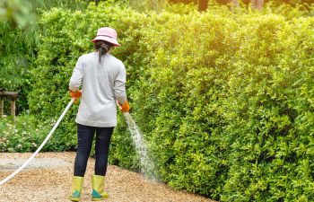 Woman with a water hose wateringplants in her backyard.