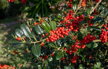 Christmas holly plant with red berries.