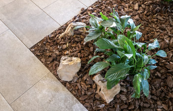 Green Plant Mulched With Natural Brown Bark Mulch