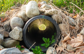 Close-up of a culvert pipe surrounded by rocks and dry leaves, with grass growing at the entrance and sunlight visible through the tunnel.